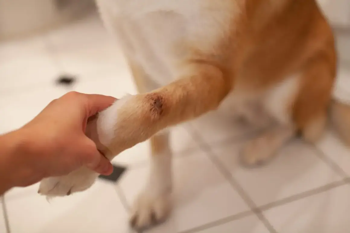 Une main tient la patte d'un chien, révélant une lésion cutanée suspecte de pyodermite sur son avant-bras.
