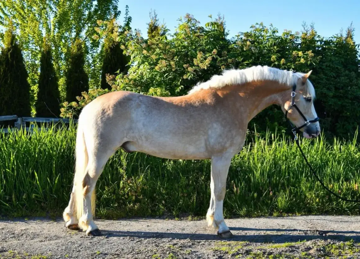 Haflinger o pięknym, kasztanowym umaszczeniu i jasnej grzywie, prezentuje swój imponujący wzrost na tle zieleni.