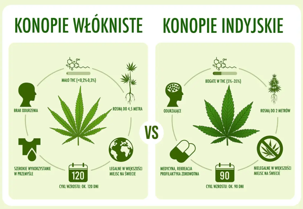 Konopie siewne a indyjskie: Jak odróżnić i uniknąć problemów?