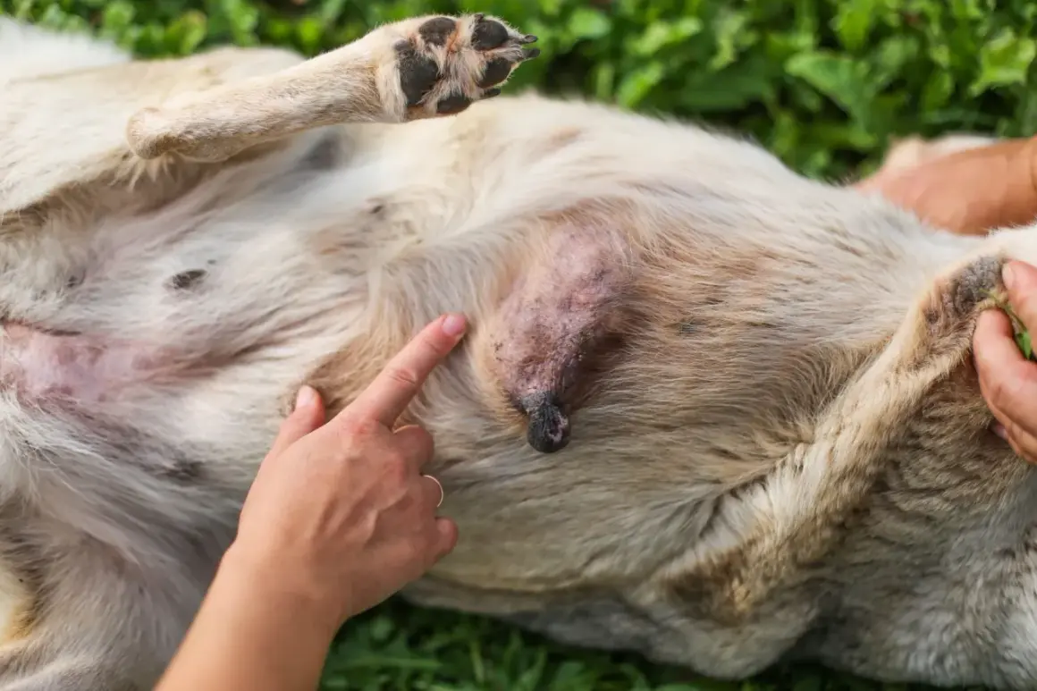 Un chien atteint d'un lymphome, une masse visible sur son ventre. L'espérance de vie sans chimio est une préoccupation majeure.
