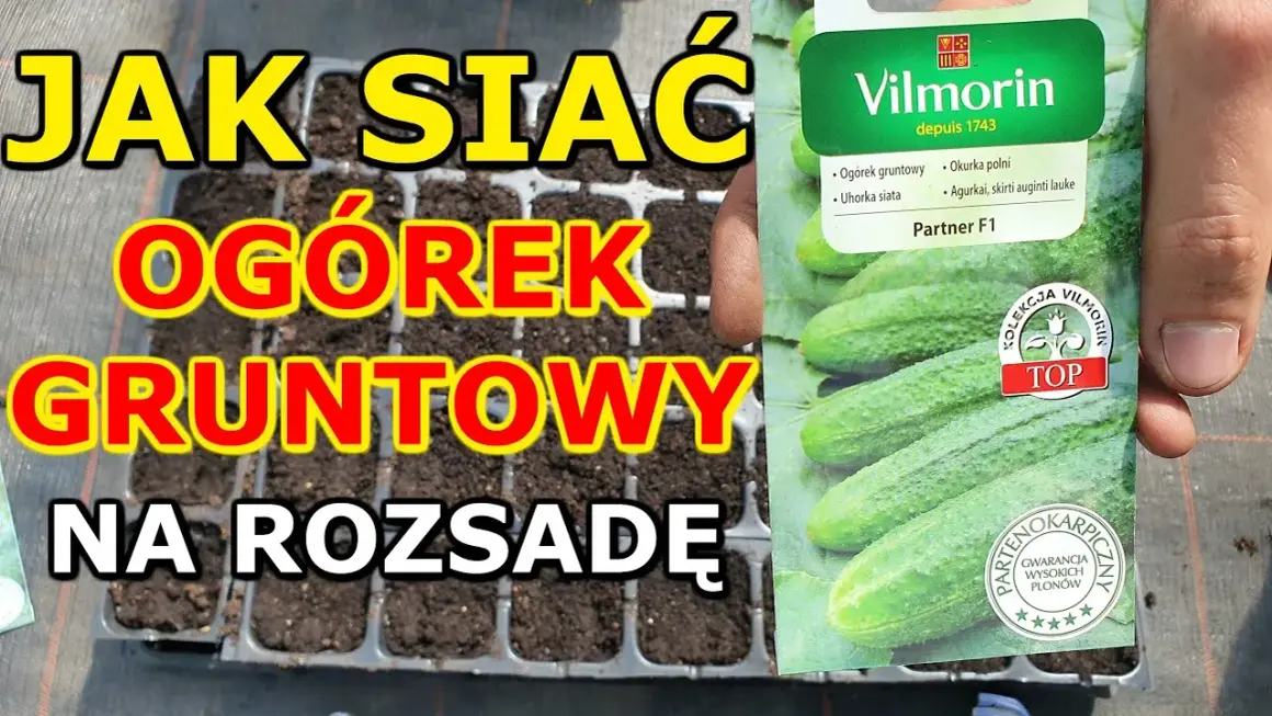 Kiedy siać ogórki w domu, aby uniknąć błędów i uzyskać plony