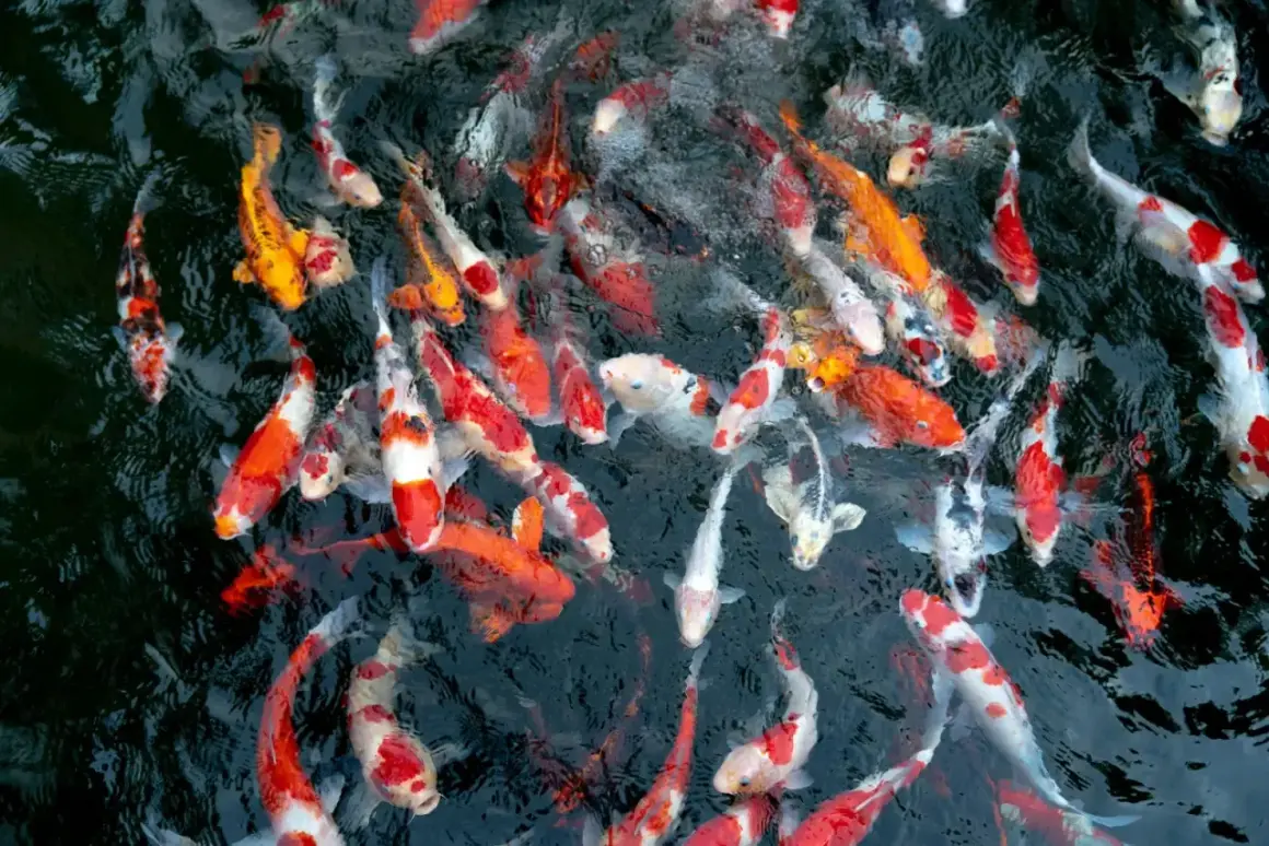 Un banc de poissons carpes aux couleurs vives, orange, blanc et noir, nageant dans une eau sombre. On dirait une joyeuse troupe de bébé carpe.