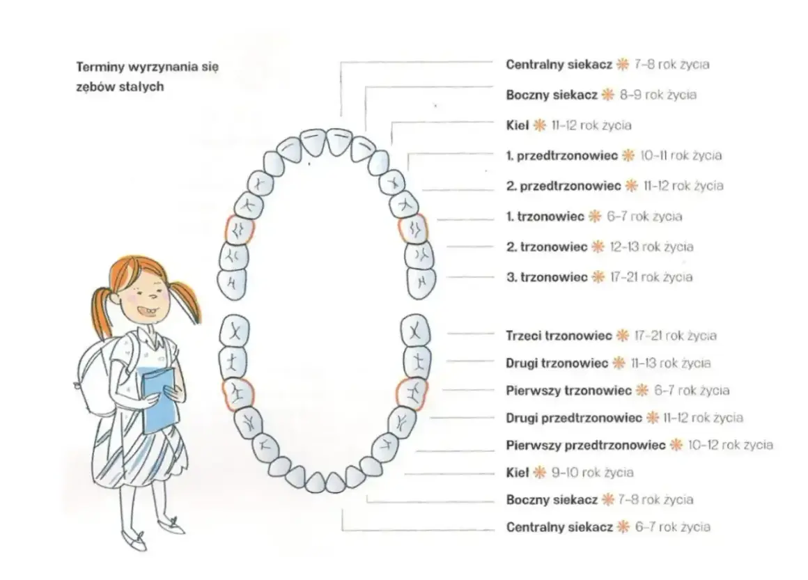 Schemat zębów stałych z zaznaczonymi kłami, które wyrzynają się między 11 a 12 rokiem życia. Obok uśmiechnięta dziewczynka z plecakiem.