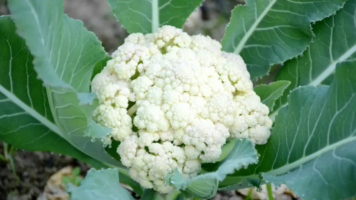 En vit blomkål växer frodigt bland gröna blad. En härlig syn för den som vill odla blomkål.