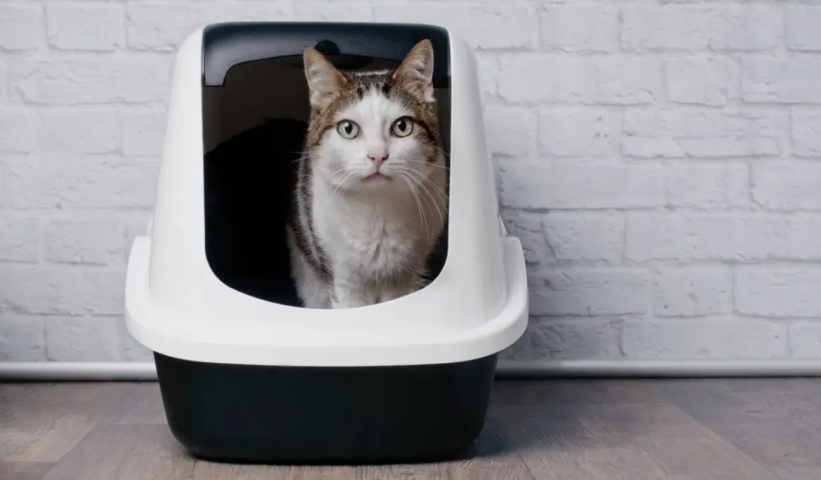 Gatto in lettiera, preoccupato per feci molli e maleodoranti. La cura è importante per il suo benessere.