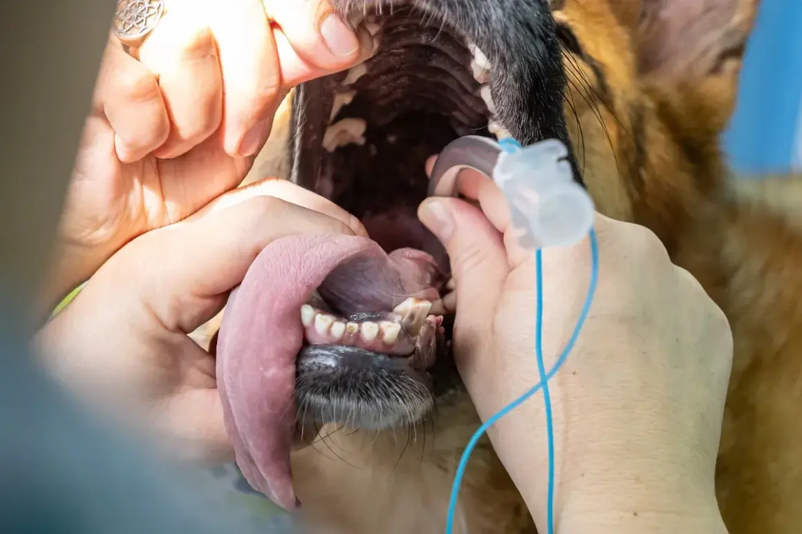 Veterinario examina la boca de un perro con un tubo de anestesia. La pregunta de cuanto vive un perro con colapso traqueal es importante.