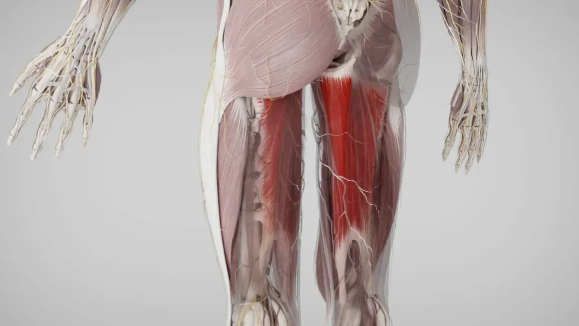 Detailansicht der Beinmuskulatur mit hervorgehobenem Adductor magnus. Nerven und Blutgefäße sind ebenfalls sichtbar.