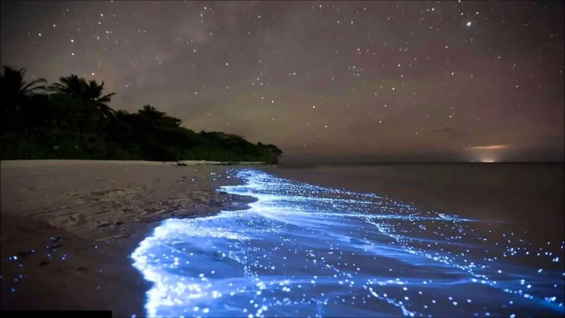 Nocne Malediwy: plaża rozświetlona bioluminescencyjnym morzem gwiazd, pod rozgwieżdżonym niebem.