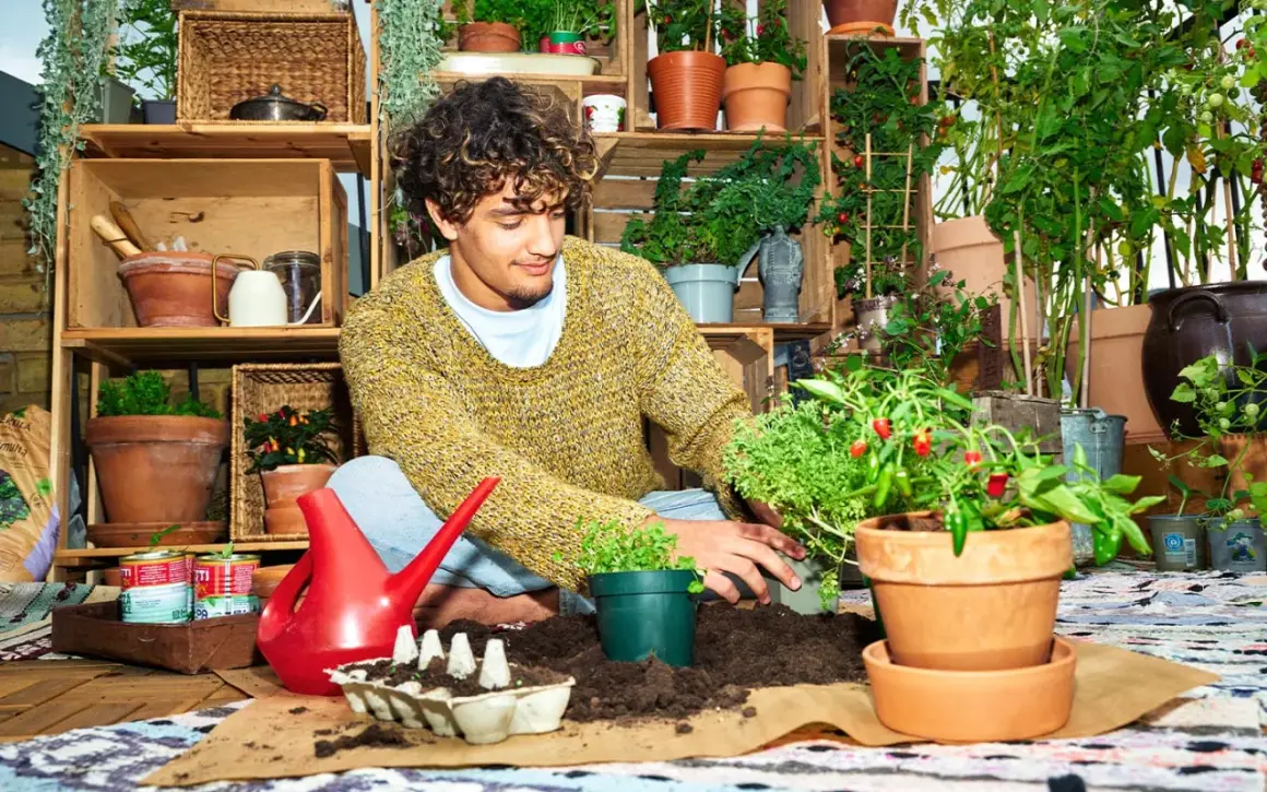Ung man planterar chiliplantor i krukor. En röd vattenkanna och jord finns nära till hands.