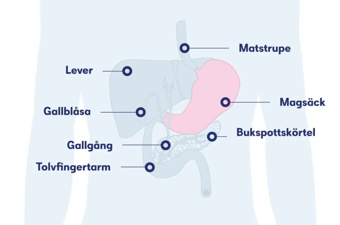 Diagram över matsmältningsorganen, inklusive magsäck, lever och bukspottkörtel. Kan visa symtom på inflammation i magen.