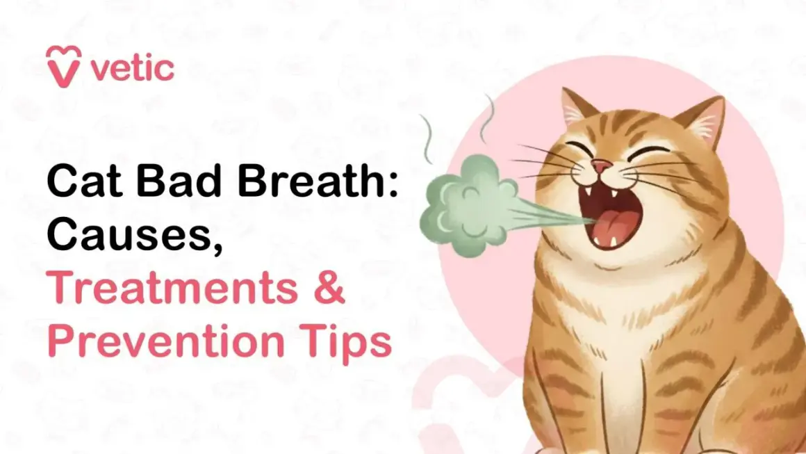 Un chat tigré aux yeux fermés émet une vapeur verte, signe d'un chat mauvaise haleine. Le texte indique "Cat Bad Breath: Causes, Treatments & Prevention Tips".