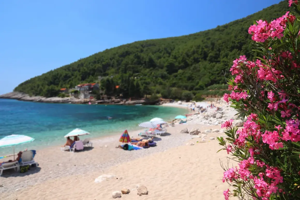 Kwiaty oleandra na pierwszym planie, w tle plaża z leżakami i parasolami, turkusowe morze i zielone wzgórza wyspy Korcula.