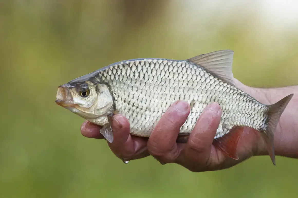 Une main tient un rotengle poisson aux reflets argentés, prêt à retourner à l'eau.