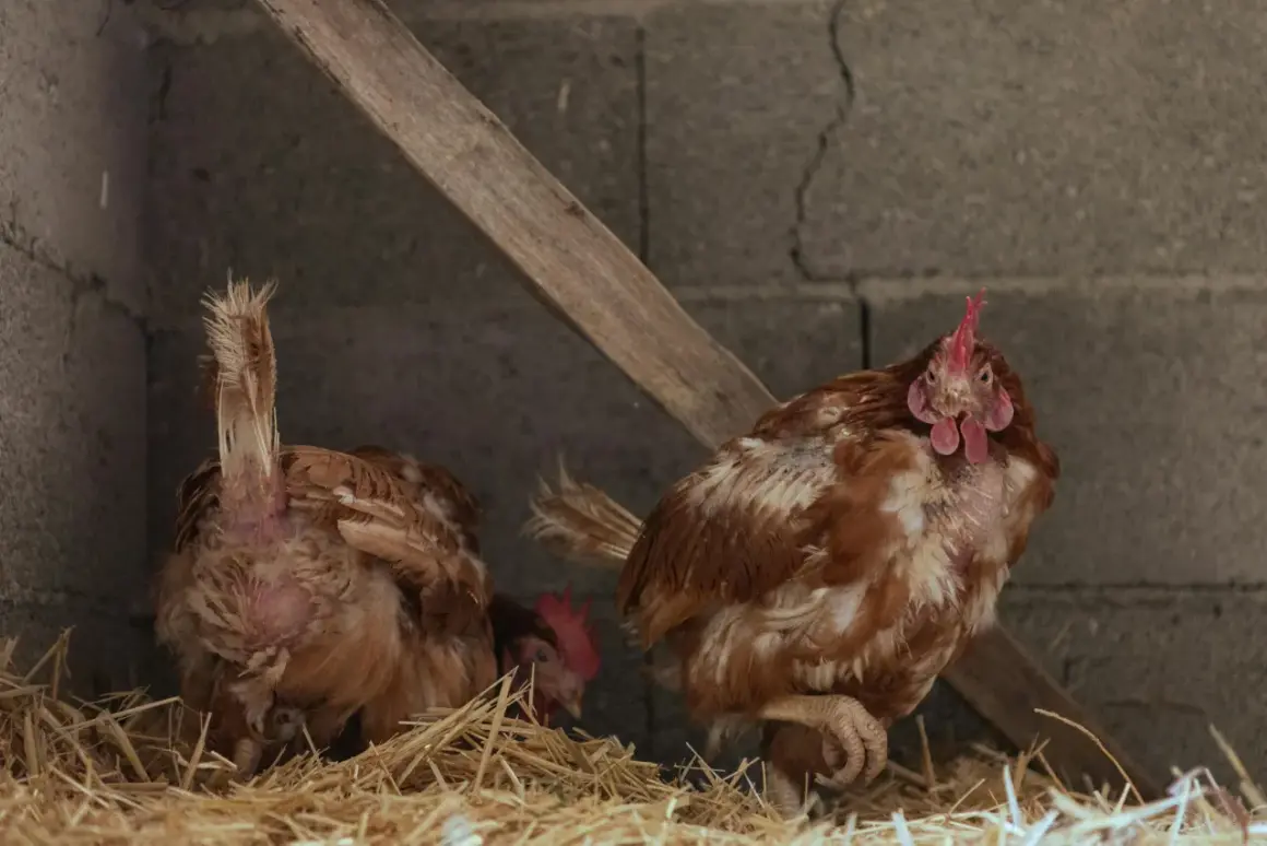 Zwei Hühner im Stall, eines mit sichtbarem Federverlust, das andere mit Blick zur Kamera. Das Huhn mauserte gerade sein Gefieder.