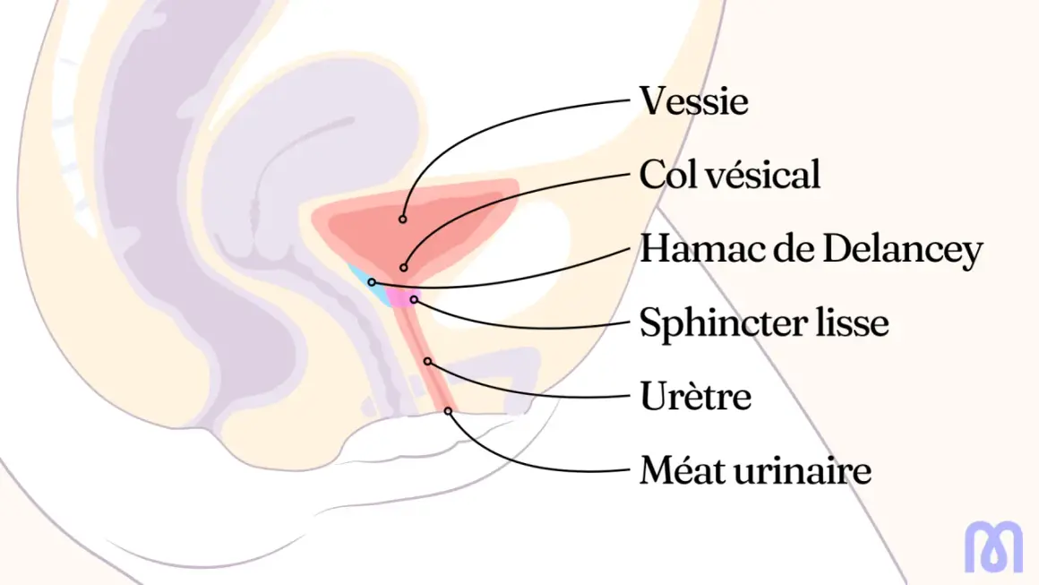 Schéma anatomique du pelvis féminin. Comprendre le fonctionnement de la vessie et de l'urètre peut aider à comment calmer les spasmes de la vessie.