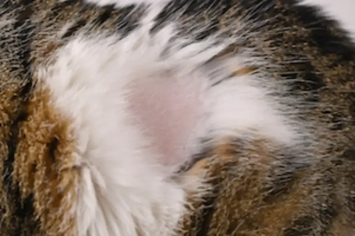 Zone de peau rose et lisse sur le flanc d'un chat tigré, indiquant une pelade chat.