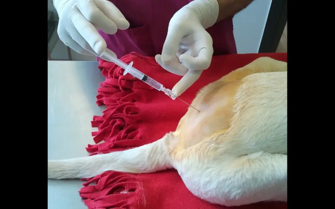 Veterinario administra anestesia para perros con jeringa.