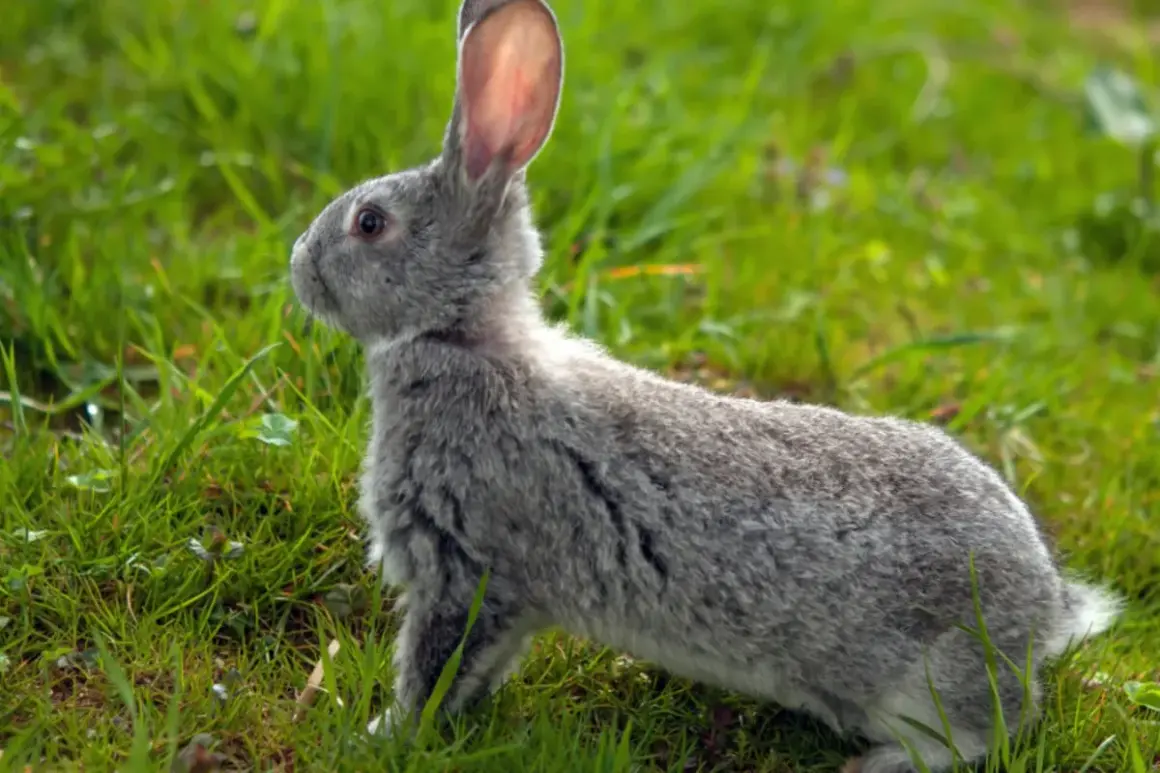 Ein graues Kaninchen sitzt im grünen Gras. Es spitzt die Ohren und lauscht aufmerksam. Vielleicht fragt es sich, warum klopfen Hasen?