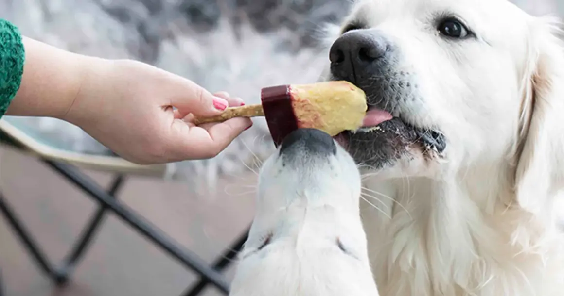 En hand matar en hundglass till två hundar. Ett enkelt hundglass recept för en varm sommardag.