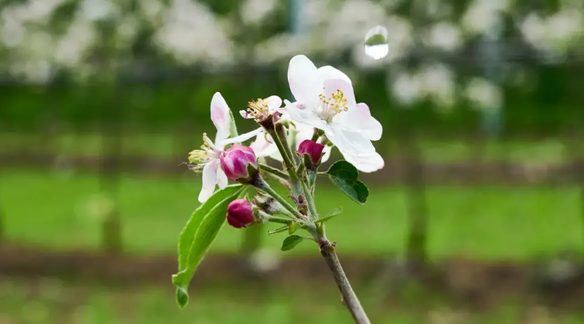 Un ramo di fiori di melo, con boccioli rosa e petali bianchi, annuncia che quando fiorisce il ciliegio, la primavera è arrivata.