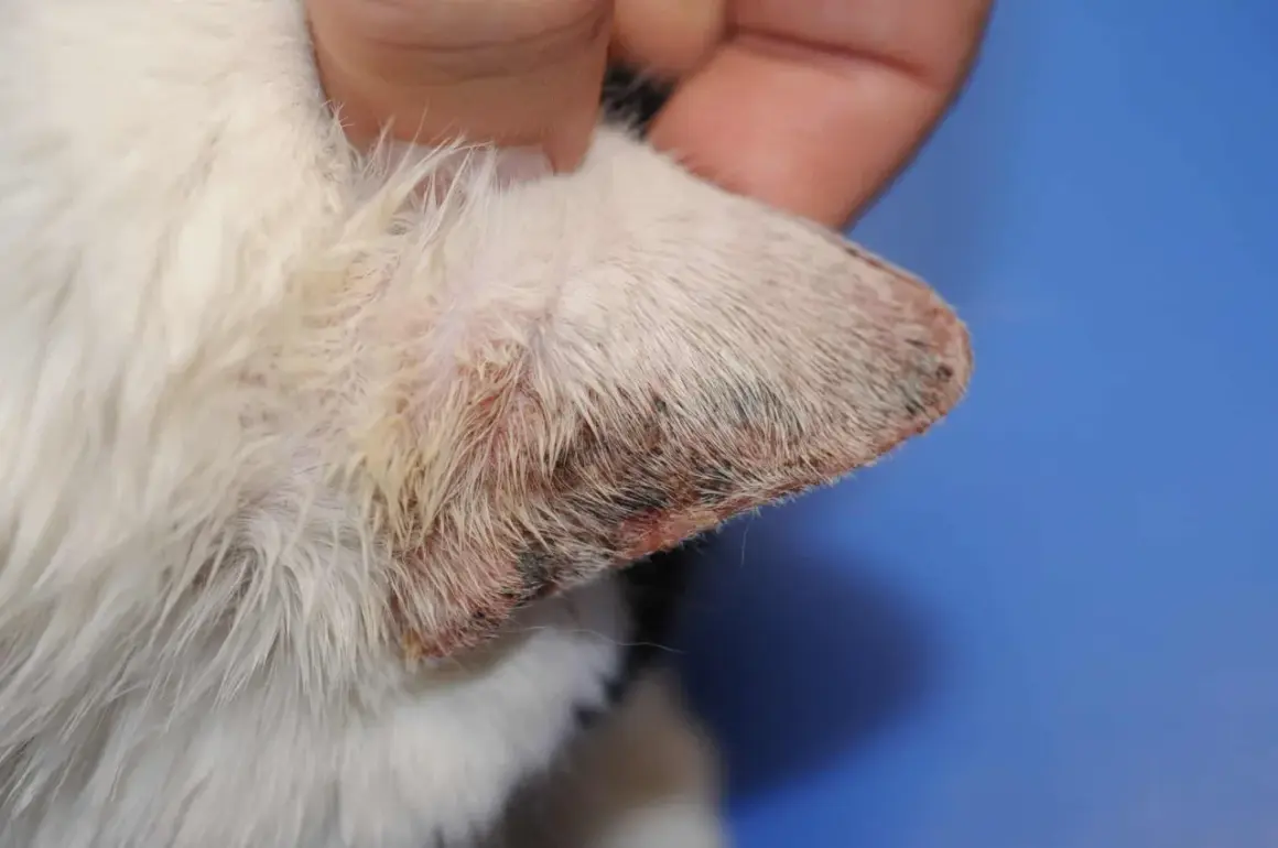Oreille de chat blanc présentant une dermatite solaire, avec des zones rouges et croûteuses sur le bord.