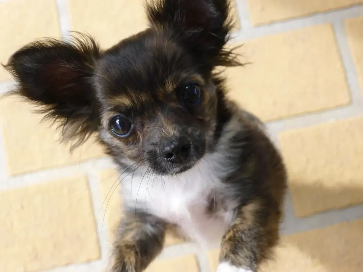 Un adorable chihuahua con pelos largos y orejas puntiagudas mira con curiosidad.