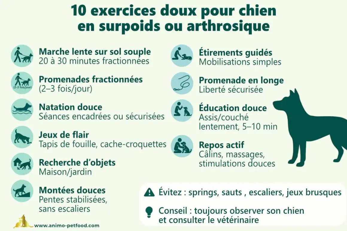 Conseils pour l'arthrose du chien : promenades douces, jeux de flair, natation. Évitez les sauts et escaliers.