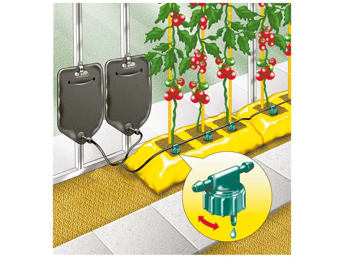 Tomater vattnas med ett smart bevattningssystem. Två stora dropp-påsar hänger redo att ge näring till plantorna.