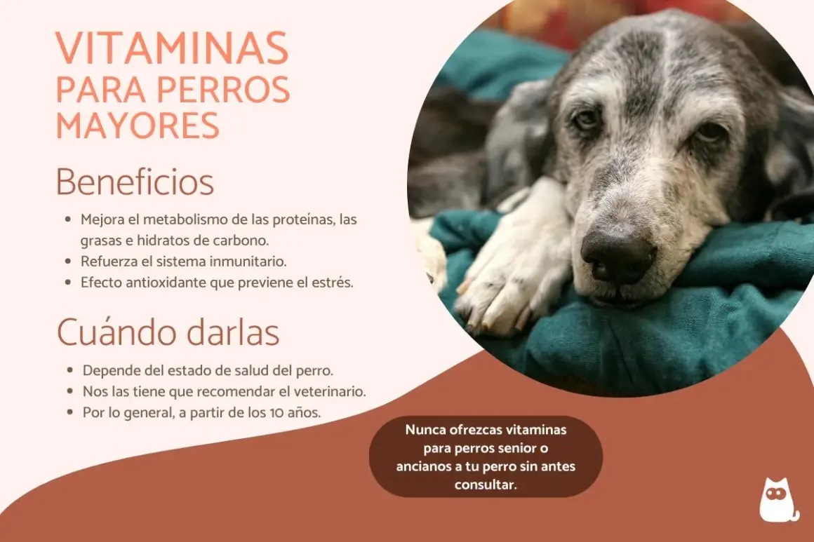 Un perro mayor, con pelaje grisáceo, descansa plácidamente. El texto informa sobre vitaminas para perros viejos y sus beneficios.
