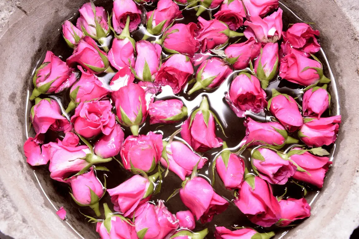 Viele pinke Rosenknospen schwimmen in Wasser. Ein Schritt, um rosenwasser selber machen.