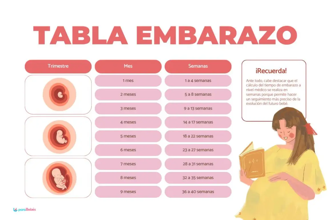 Tabla de embarazo que muestra cuántas semanas tiene un embarazo, desde 1 mes (1-4 semanas) hasta 9 meses (36-40 semanas).