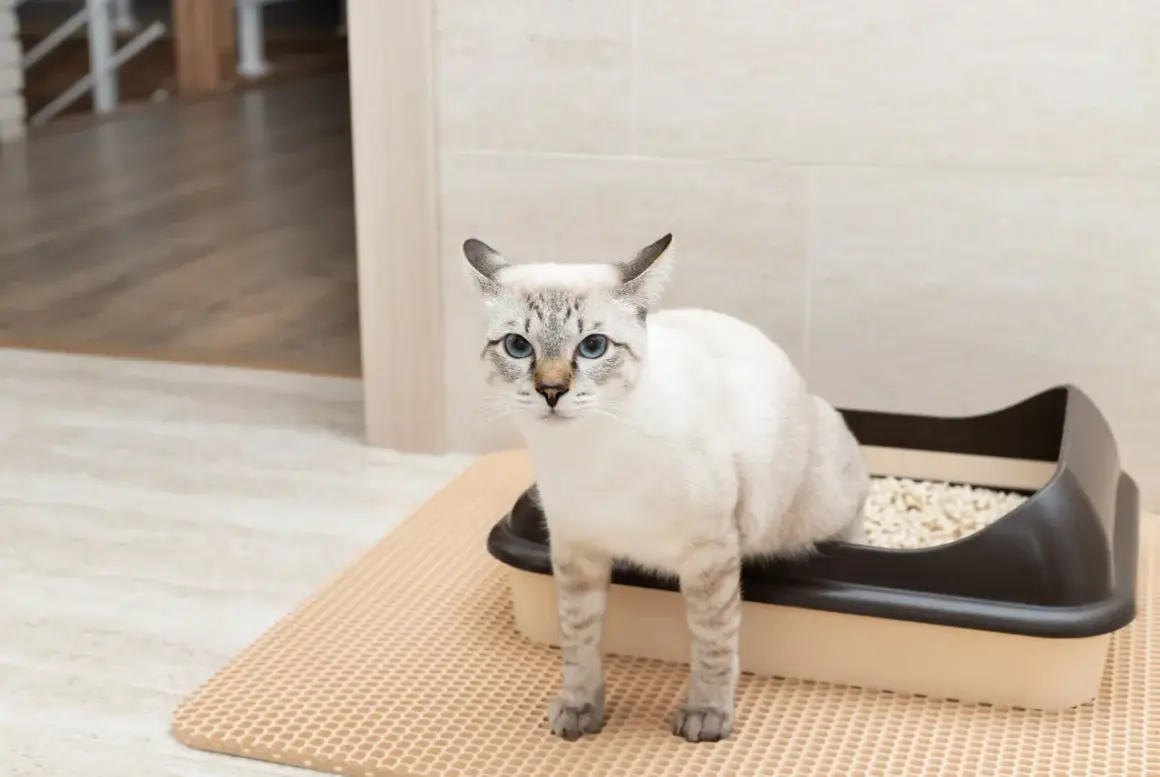Un chat aux yeux bleus est assis dans sa litière, peut-être surveille-t-il les signes de calcul urinaire chat.