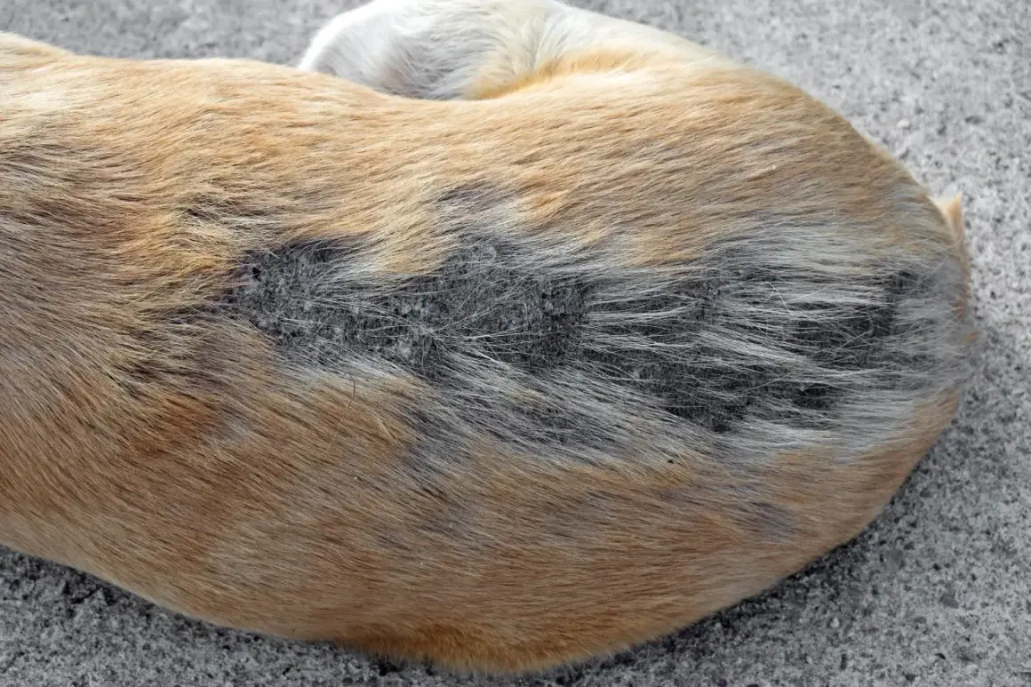Gros plan sur le dos d'un chien boule de poil, avec une zone de perte de poils et de peau irritée.