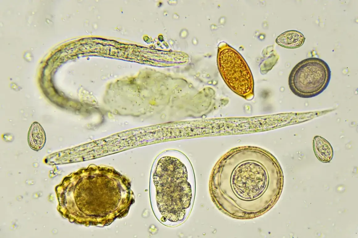Microscopio muestra varios tipos de lombrices intestinales en perros, incluyendo huevos y larvas de parásitos.