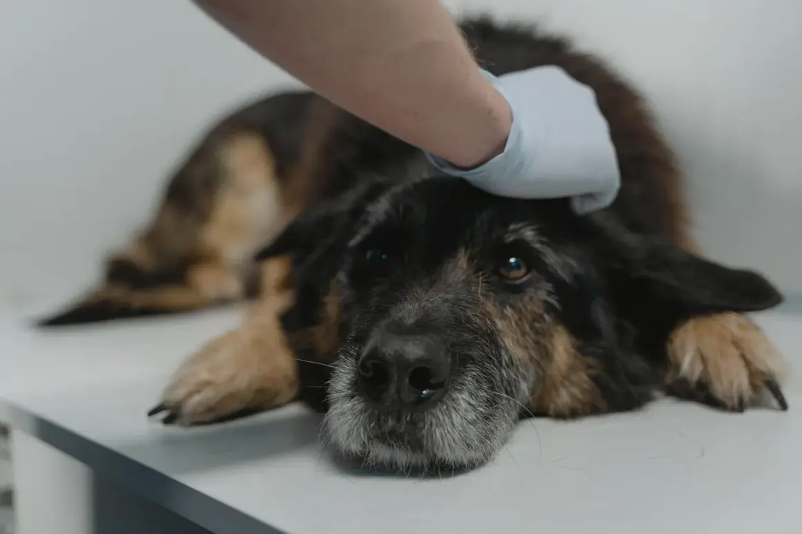 Weterynarz głaszcze psa z objawami dysplazji.