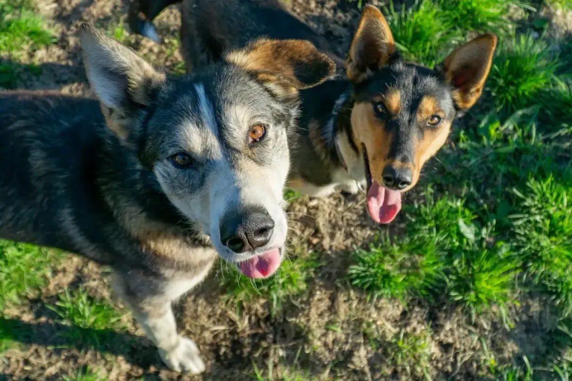 Dwa psy, jeden z nich wygląda jak alaskan malamute, patrzą w górę z językami na wierzchu, na tle trawy i ziemi.