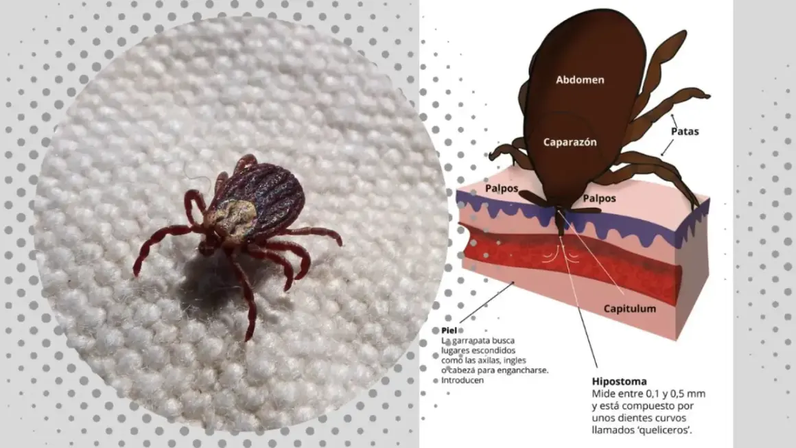 A qué temperatura mueren las garrapatas en la lavadora y cómo prevenir infestaciones