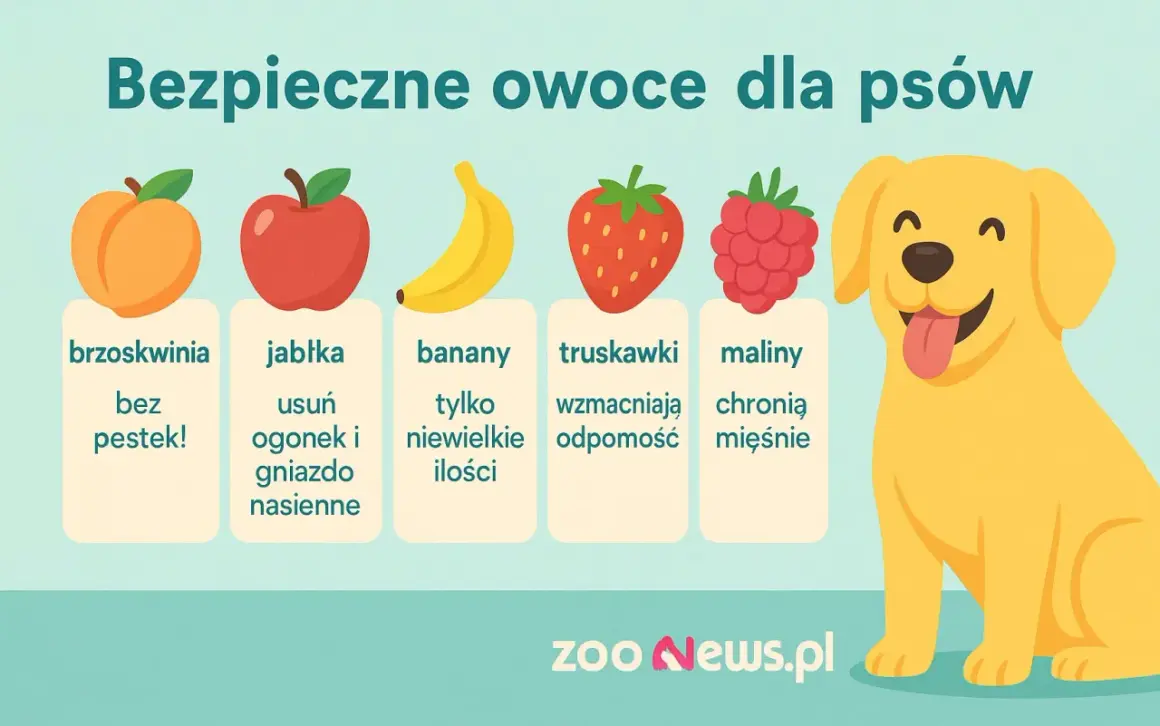 Czy pies może jeść maliny? Tak, maliny chronią mięśnie psa. Obrazek pokazuje bezpieczne owoce dla psów: brzoskwinie, jabłka, banany, truskawki i maliny.