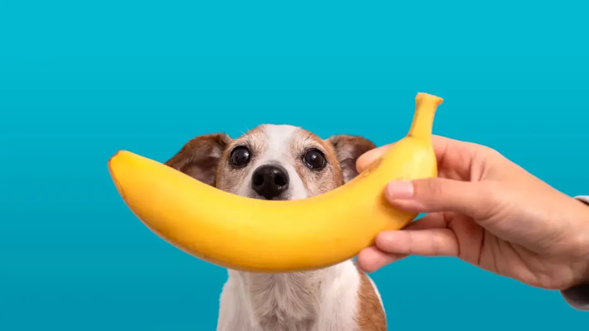 Czy pies może jeść banana? Słodki przysmak w zasięgu wzroku ciekawskiego psiaka.
