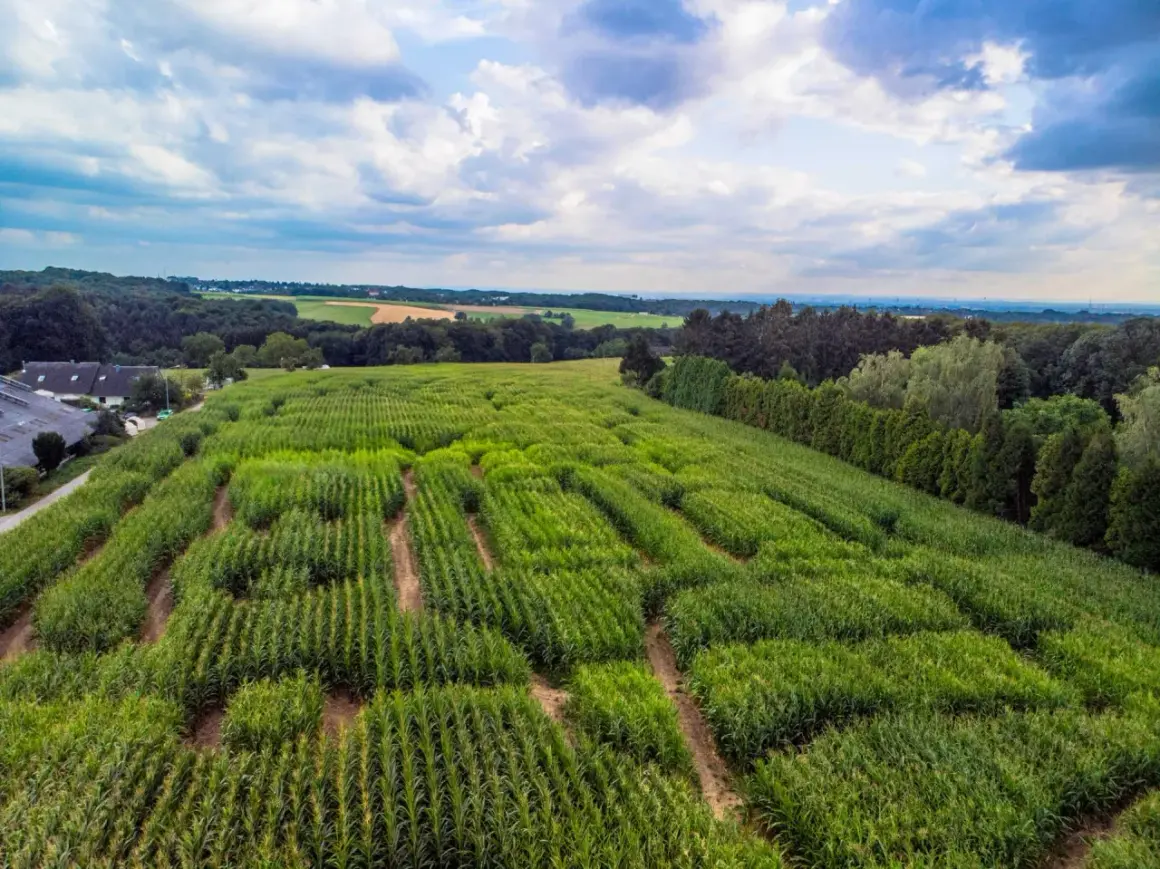 Luftaufnahme des Maislabyrinths in Witzhelden. Grüne Maisfelder schlängeln sich durch die Landschaft unter einem dramatischen Himmel.