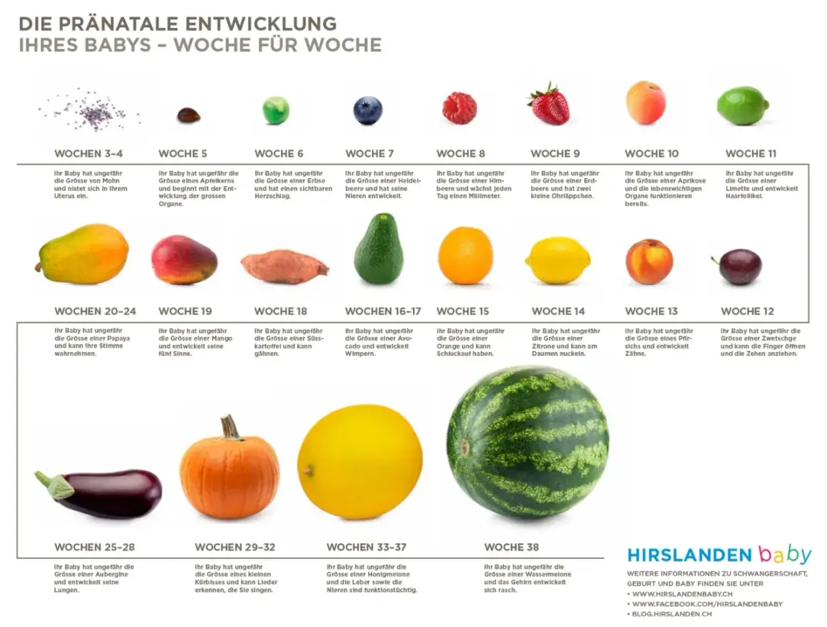 24 ssw welcher monat? Ihr Baby ist so groß wie eine Papaya und kann Ihre Stimme hören.
