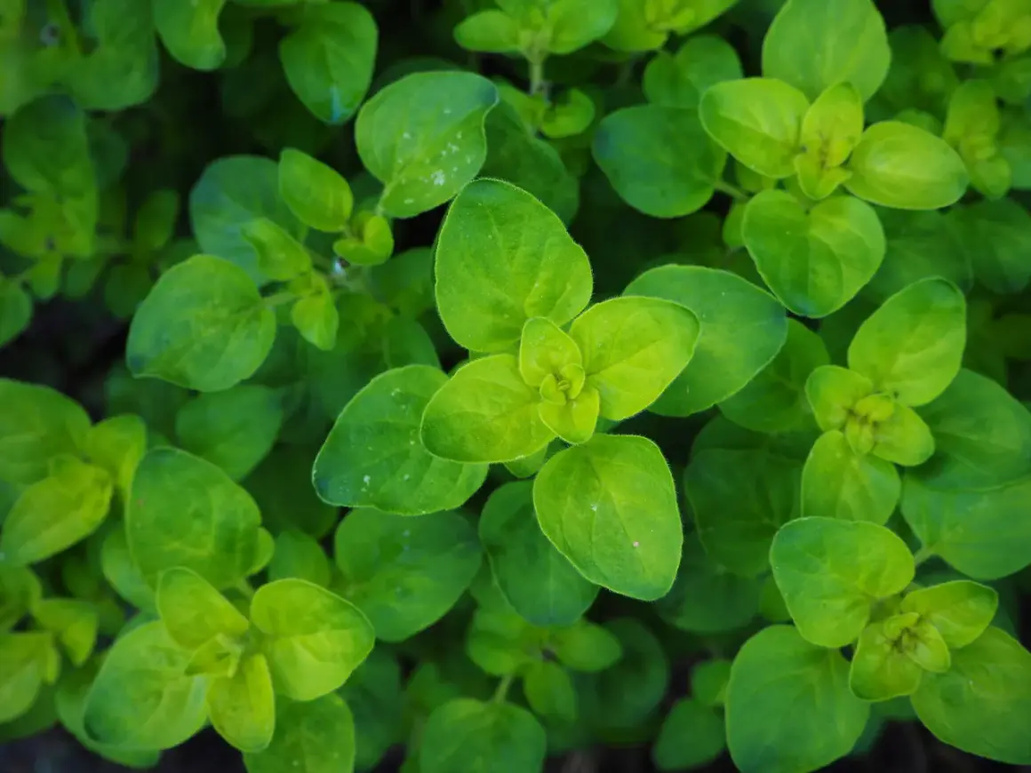 Nahaufnahme von frisch grünen **oregano pflanzen** mit vielen kleinen Blättern, die sich in der Sonne wärmen.
