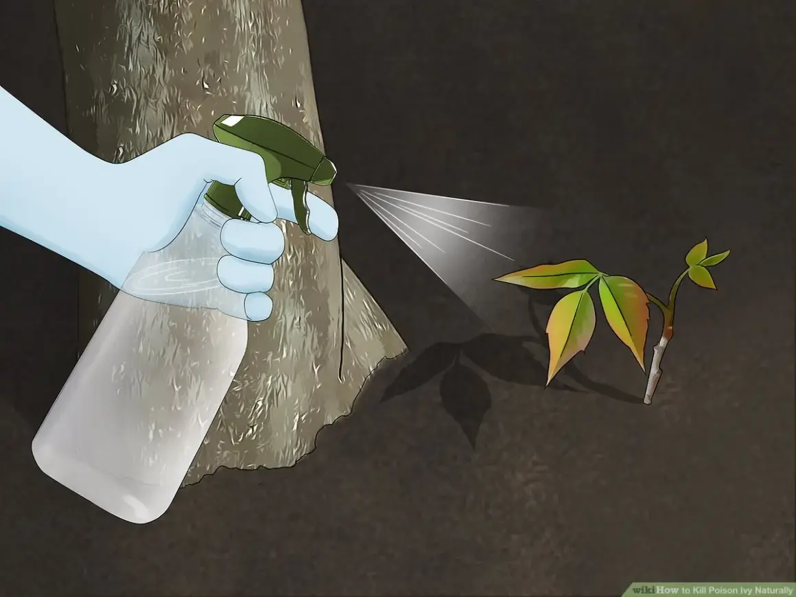 Gloved hand sprays a natural solution onto a young poison ivy plant, demonstrating how to kill poison ivy naturally.