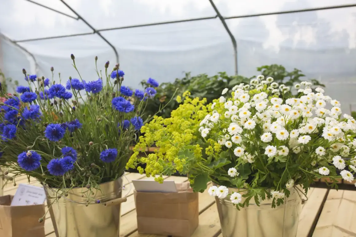 Blåklint och vita prästkragar i hinkar, vackra sommarblommor i kruka som lyser upp i växthuset.