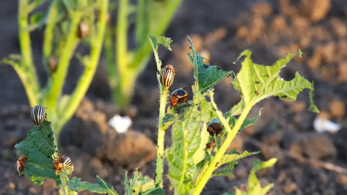 Ziemniaki atakowane przez stonkę. Czas na oprysk na stonkę, zanim zniszczy całe liście.