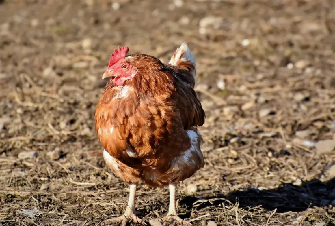 Ein braunes Huhn steht auf trockenem Boden. Es hat eine rote Kamm und eine weiße Schwanzfeder. Dieses leukose huhn sucht nach Futter.