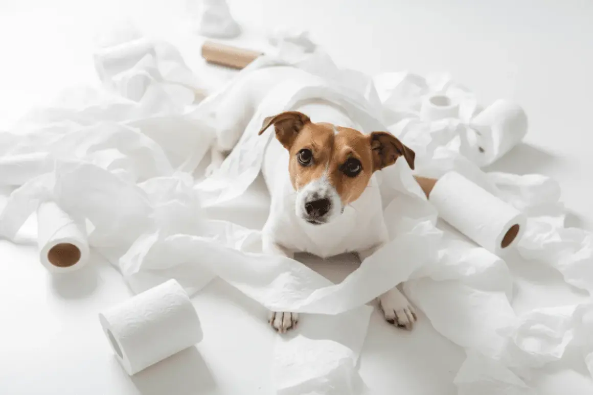 Perro Jack Russell rodeado de papel higiénico. ¿Buscas remedios caseros para un perro estreñido?