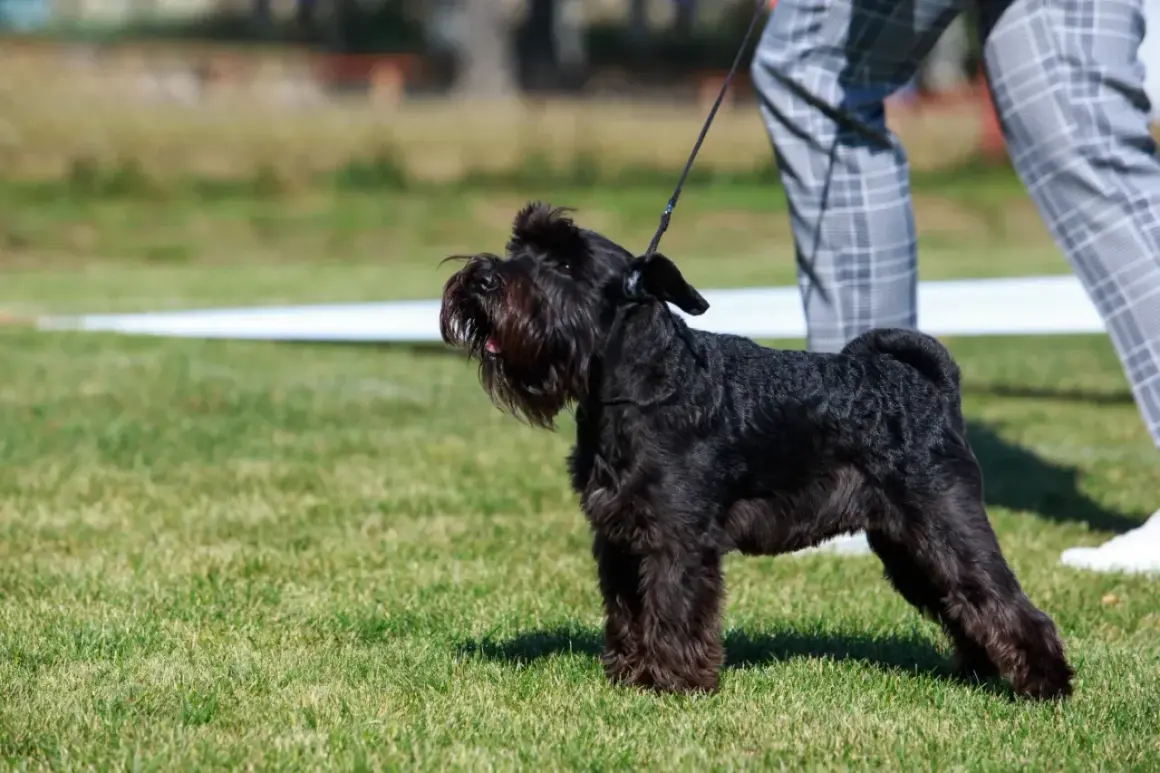 Un schnauzer nain taille parfaite, noir et fier, se tient sur l'herbe verte, prêt pour la présentation.