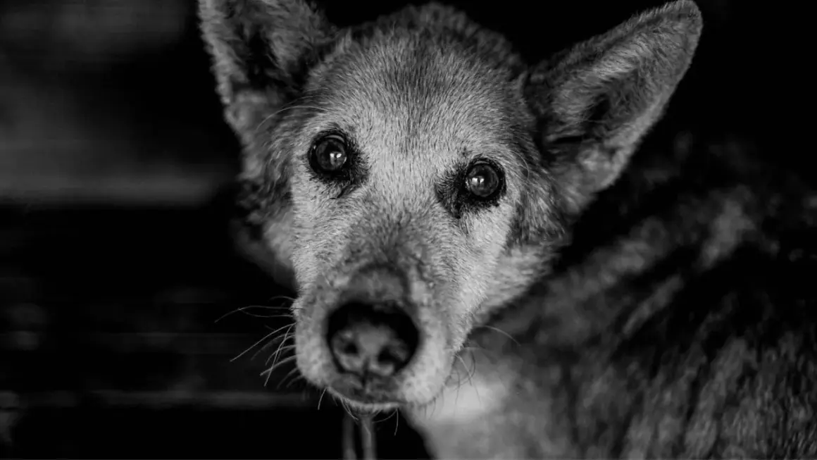 Primer plano de un perro anciano con ojos tristes. La imagen evoca la pregunta: cuanto dura un perro agonizando.