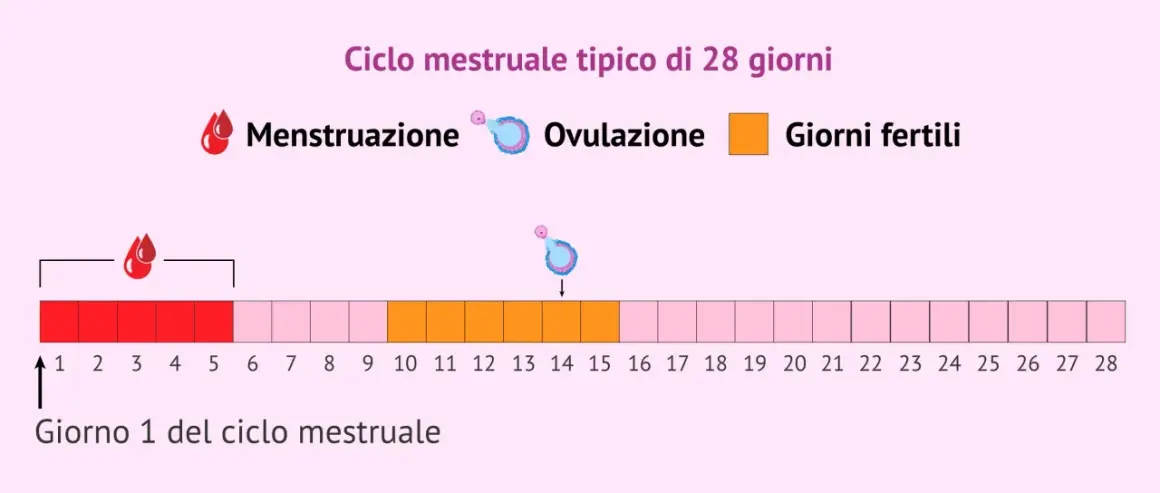 Schema del ciclo mestruale di 28 giorni: mostra mestruazione, ovulazione e giorni fertili, utile per il calcolo ovulazione e nidazione.